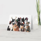 フェスティバルウォーター・カラー猫ピエロおめでとう シーズンカード (正面)