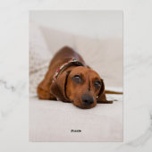 フェスティバルクリスマスツリーズツーフォトブルー 箔シーズンカード (裏面)