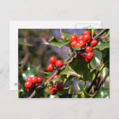 フェスティバルベリー葉書 ポストカード (正面/裏面)