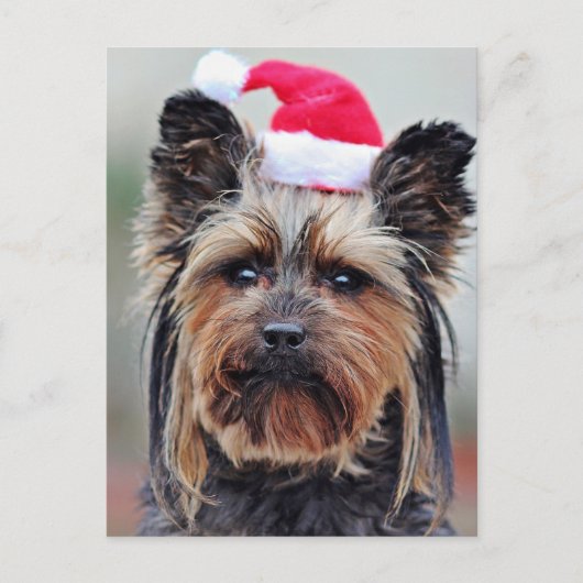 フェスティバルホリディポストカード シーズンポストカード (正面)