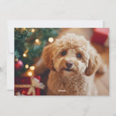 フェスティバルレッドフローラドッグフォトクリスマスポインセチア シーズンカード (裏面)