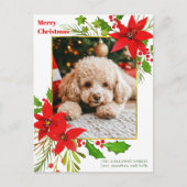 フェスティバルレッドフローラドッグフォトクリスマスポインセチア シーズンポストカード (正面)