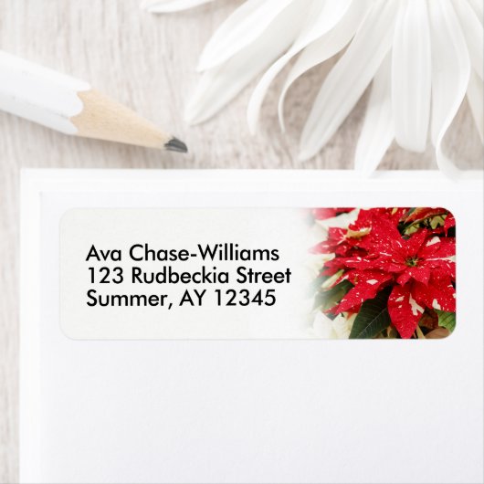 フェスティバルレッドホワイトフローラポインセチア ラベル (インサイチュ)