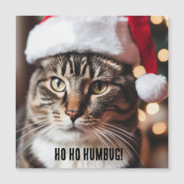 フェスティバル虎猫