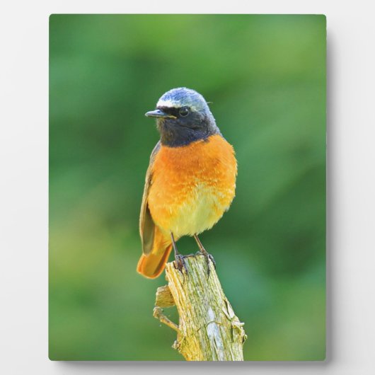 フェニクルス フォトプラーク (正面)