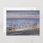 フェニコペルス・フラミンゴ ポストカード (正面/裏面)