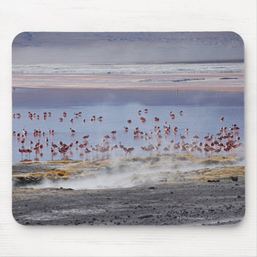 フェニコペルス・フラミンゴ マウスパッド (正面)