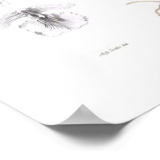 フェニコム。 ポスター (角)