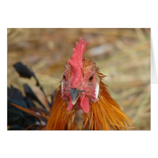 フェニックスがカメラを停止 (正面横)