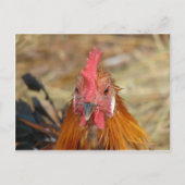 フェニックスがカメラを停止 ポストカード (正面)