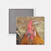 フェニックスがカメラを停止 マグネット (正面/裏面)