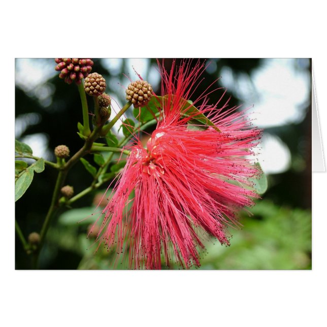 フェニックスという花 (正面横)