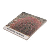 フェニックスユニークアリゾナ赤バレルのサボテンの写真 タイル (側面)