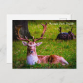 フェニックス公園の自然の威厳 シーズンポストカード (正面/裏面)