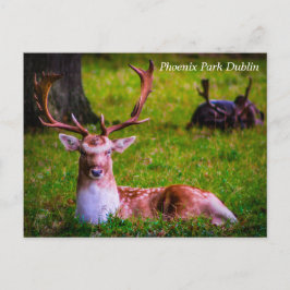 フェニックス公園の自然の威厳 シーズンポストカード