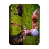 フェニックス公園の自然の威厳 マグネット (縦)