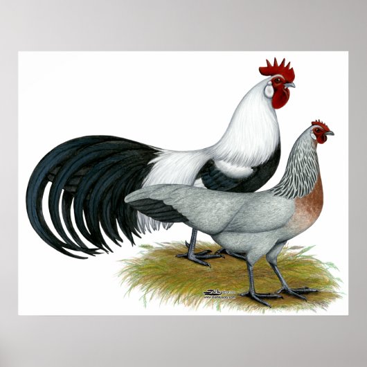 フェニックス:シルバー・ダックウィング・ペア ポスター (正面)