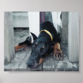 フェニックス ポスター (正面)