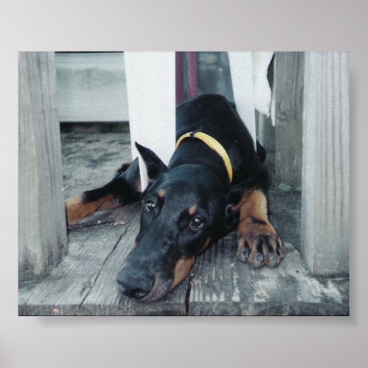 フェニックス ポスター (正面)