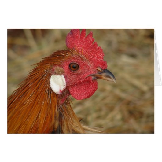 フェニックス・ロスター (正面横)