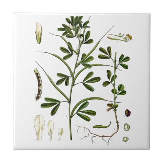 フェヌギリシャ語 タイル (正面)