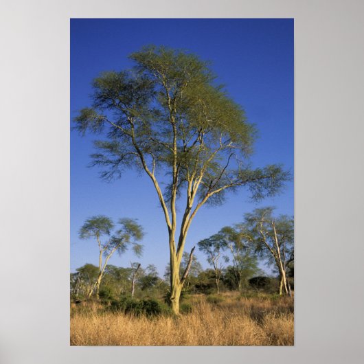 フェバーツリー (Acacia Xanthophloea) プンダマリア ポスター (正面)