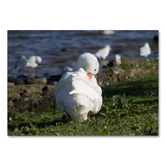 フェムデン・ガチョウ テーブルナンバー (正面)