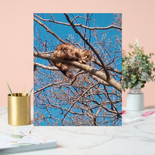 フェラルキャットルーシーinツリー猫好き アクリルサイン