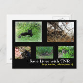 フェラルキャットTNRポストカード ポストカード (正面/裏面)