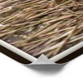 フェラル子猫のポスター ポスター (角)