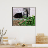 フェラル子猫のポスター ポスター (キッチン)