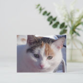 フェラル美しい ポストカード (スタンド正面)