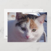 フェラル美しい ポストカード (正面/裏面)