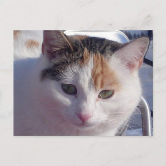 フェラル美しい ポストカード (正面)