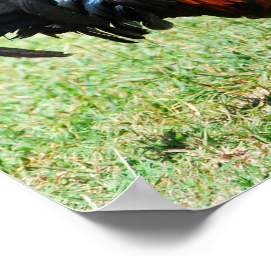 フェラル鶏の赤いジャングルフォールカウアイハワイ ポスター (角)