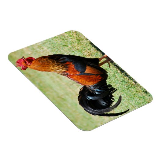 フェラル鶏の赤いジャングルフォールカウアイハワイ マグネット (右側)