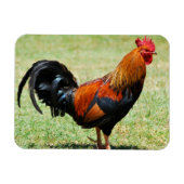 フェラル鶏の赤いジャングルフォールカウアイハワイ マグネット (横)