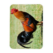 フェラル鶏の赤いジャングルフォールカウアイハワイ マグネット (縦)