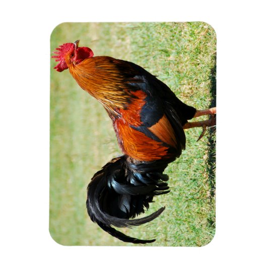 フェラル鶏の赤いジャングルフォールカウアイハワイ マグネット (縦)