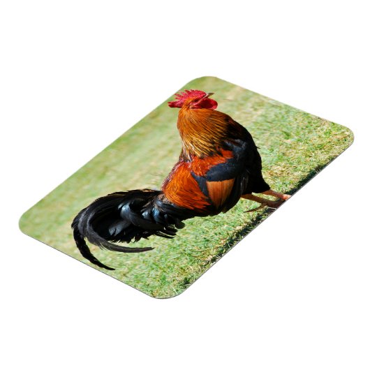 フェラル鶏の赤いジャングルフォールカウアイハワイ マグネット (左側)