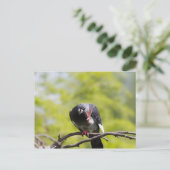 フェラル・ピジョン ポストカード (スタンド正面)