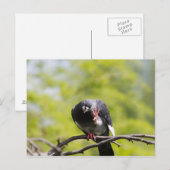 フェラル・ピジョン ポストカード (正面/裏面)