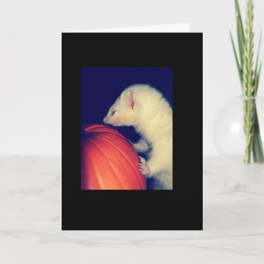 フェレットおよびカボチャ カード (正面)