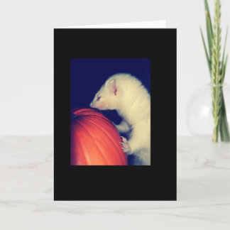 フェレットおよびカボチャ カード