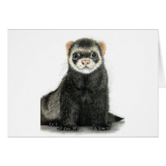 フェレットのおもしろい!