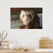 フェレットのポスターのクローズアップ ポスター (キッチン)