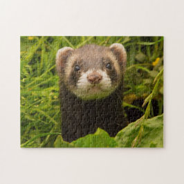 フェレットを草の中で飼う ジグソーパズル