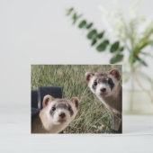 フェレット2つ ポストカード (スタンド正面)