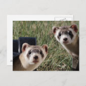 フェレット2つ ポストカード (正面/裏面)