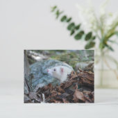 フェレット2 ポストカード (スタンド正面)